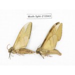Sphingidae sp. China, Guizhou, Bijie area, Jinsha county. 2Pcs. Moth-Sphi-213943.