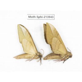 Sphingidae sp. China, Guizhou, Bijie area, Jinsha county. 2Pcs. Moth-Sphi-213943.