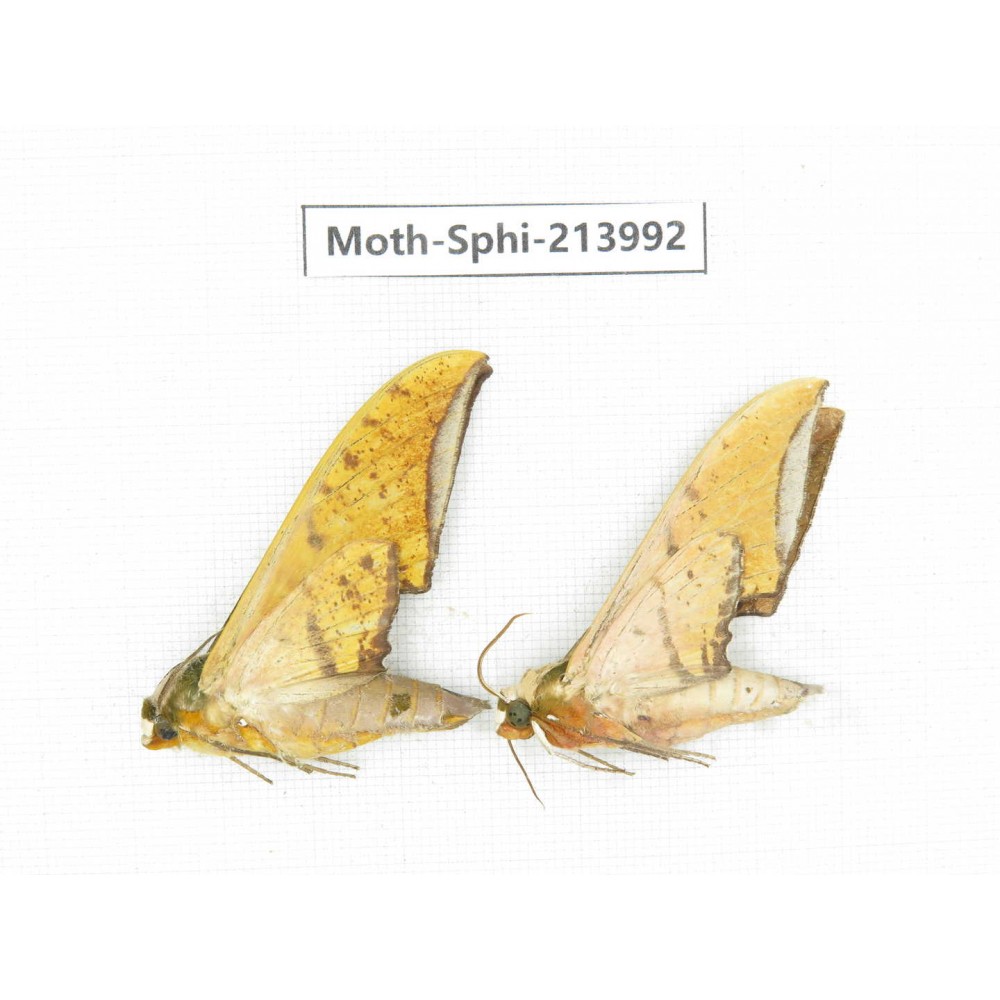 Sphingidae sp. China, Guizhou, Bijie area, Jinsha county. 2Pcs. Moth-Sphi-213992.