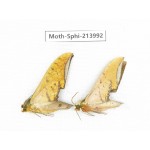 Sphingidae sp. China, Guizhou, Bijie area, Jinsha county. 2Pcs. Moth-Sphi-213992.