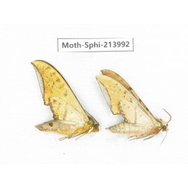 Sphingidae sp. China, Guizhou, Bijie area, Jinsha county. 2Pcs. Moth-Sphi-213992.