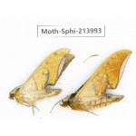 Sphingidae sp. China, Guizhou, Bijie area, Jinsha county. 2Pcs. Moth-Sphi-213993.