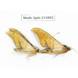 Sphingidae sp. China, Guizhou, Bijie area, Jinsha county. 2Pcs. Moth-Sphi-213993.