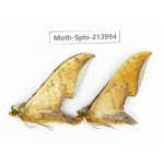 Sphingidae sp. China, Guizhou, Bijie area, Jinsha county. 2Pcs. Moth-Sphi-213994.