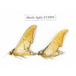 Sphingidae sp. China, Guizhou, Bijie area, Jinsha county. 2Pcs. Moth-Sphi-213995.