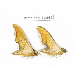 Sphingidae sp. China, Guizhou, Bijie area, Jinsha county. 2Pcs. Moth-Sphi-213995.