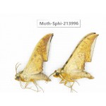 Sphingidae sp. China, Guizhou, Bijie area, Jinsha county. 2Pcs. Moth-Sphi-213996.
