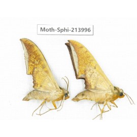 Sphingidae sp. China, Guizhou, Bijie area, Jinsha county. 2Pcs. Moth-Sphi-213996.