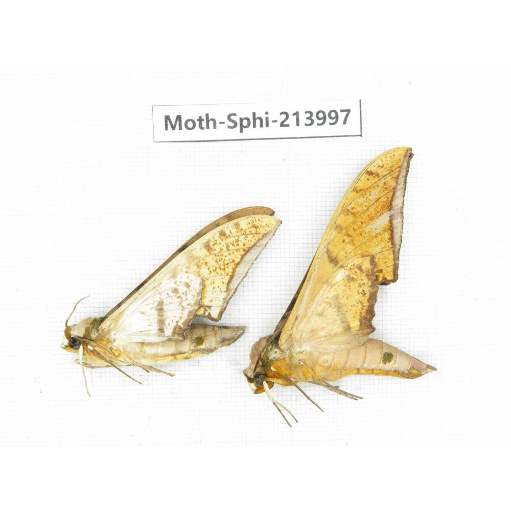 Sphingidae sp. China, Guizhou, Bijie area, Jinsha county. 2Pcs. Moth-Sphi-213997.
