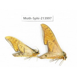 Sphingidae sp. China, Guizhou, Bijie area, Jinsha county. 2Pcs. Moth-Sphi-213997.