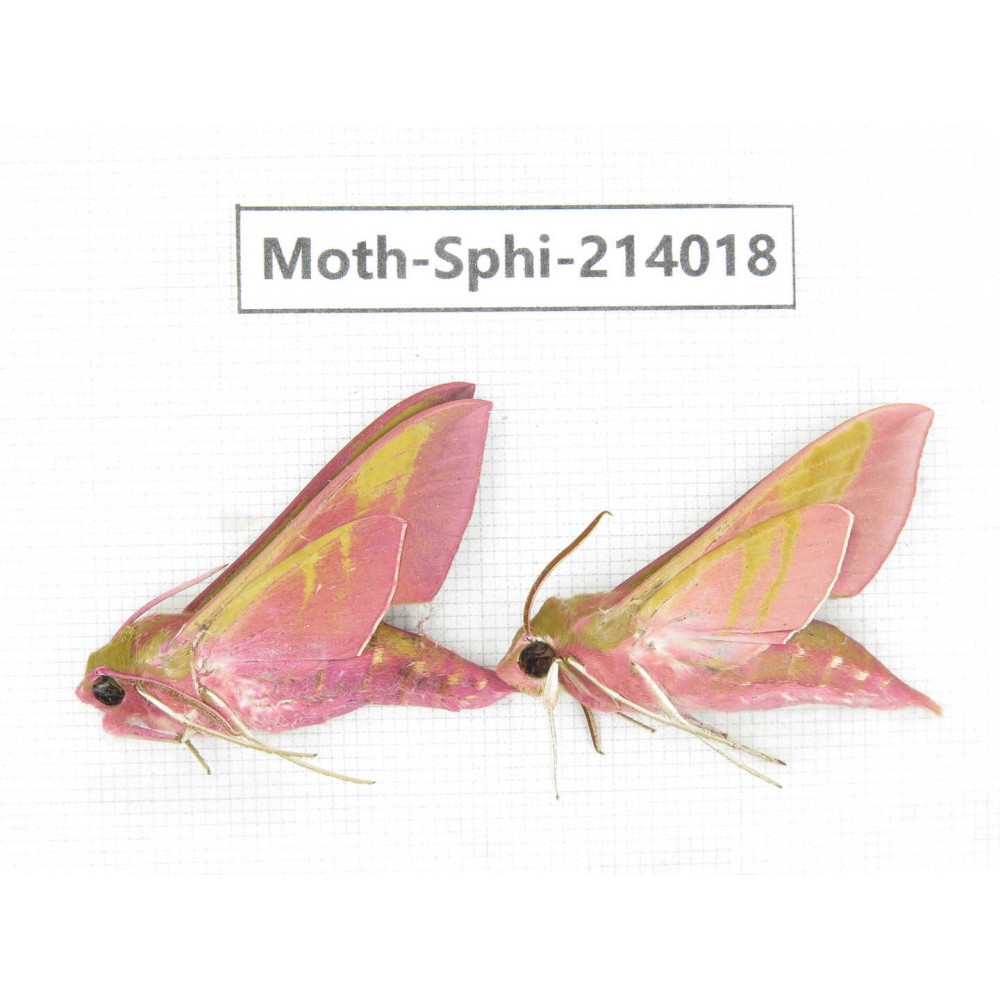 Sphingidae sp. China, Guizhou, Bijie area, Jinsha county. 2Pcs. Moth-Sphi-214018.