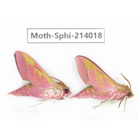 Sphingidae sp. China, Guizhou, Bijie area, Jinsha county. 2Pcs. Moth-Sphi-214018.
