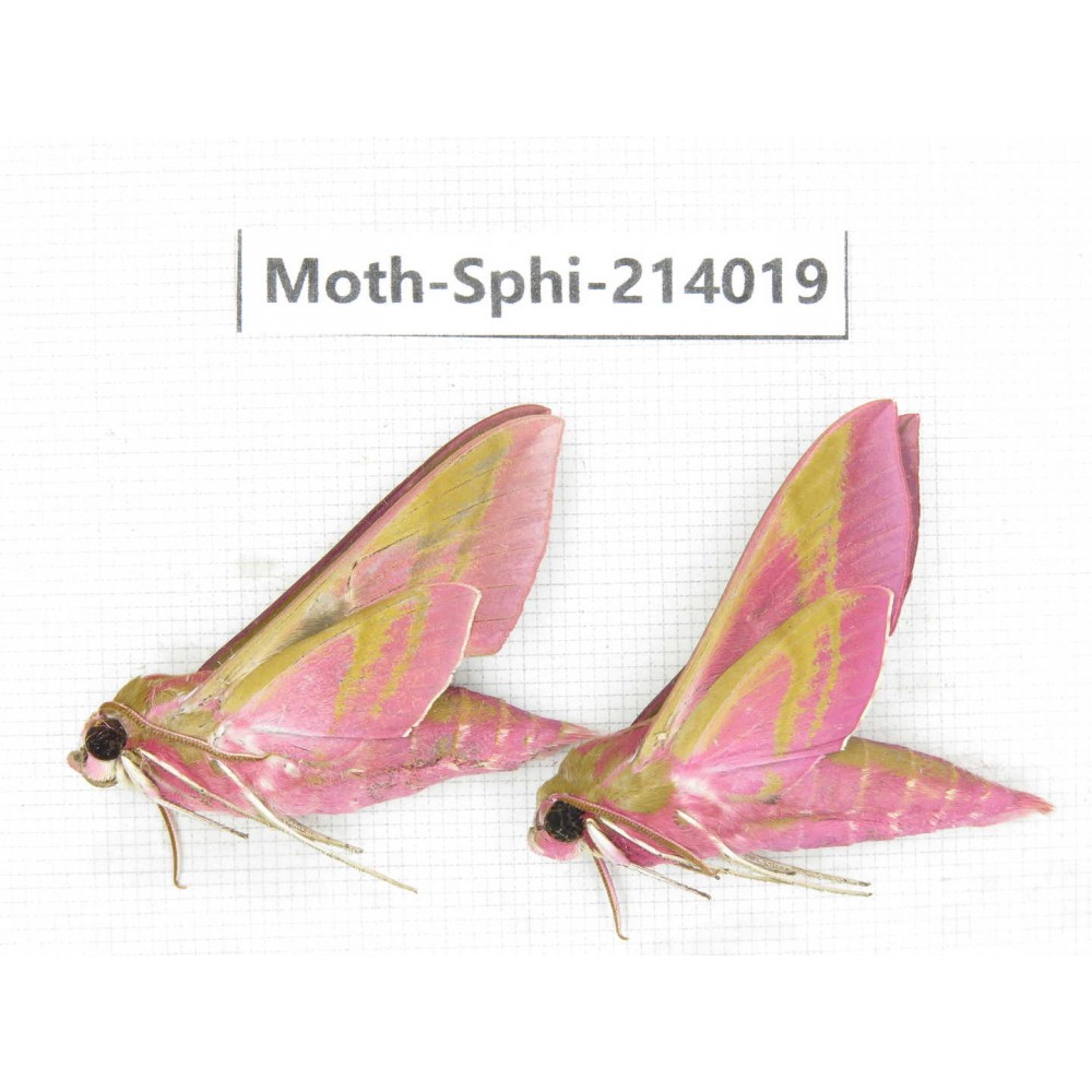 Sphingidae sp. China, Guizhou, Bijie area, Jinsha county. 2Pcs. Moth-Sphi-214019.