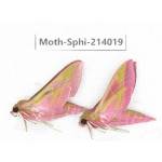 Sphingidae sp. China, Guizhou, Bijie area, Jinsha county. 2Pcs. Moth-Sphi-214019.