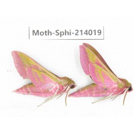 Sphingidae sp. China, Guizhou, Bijie area, Jinsha county. 2Pcs. Moth-Sphi-214019.