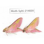 Sphingidae sp. China, Guizhou, Bijie area, Jinsha county. 2Pcs. Moth-Sphi-214020.