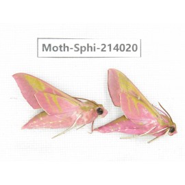 Sphingidae sp. China, Guizhou, Bijie area, Jinsha county. 2Pcs. Moth-Sphi-214020.
