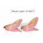 Sphingidae sp. China, Guizhou, Bijie area, Jinsha county. 2Pcs. Moth-Sphi-214021.