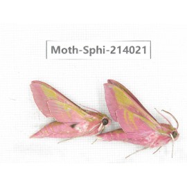 Sphingidae sp. China, Guizhou, Bijie area, Jinsha county. 2Pcs. Moth-Sphi-214021.