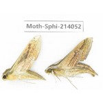 Sphingidae sp. China, Guizhou, Bijie area, Jinsha county. 2Pcs. Moth-Sphi-214052.