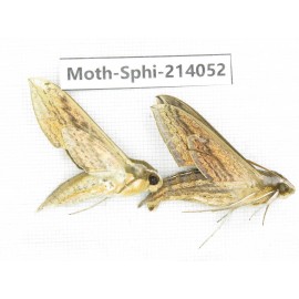 Sphingidae sp. China, Guizhou, Bijie area, Jinsha county. 2Pcs. Moth-Sphi-214052.