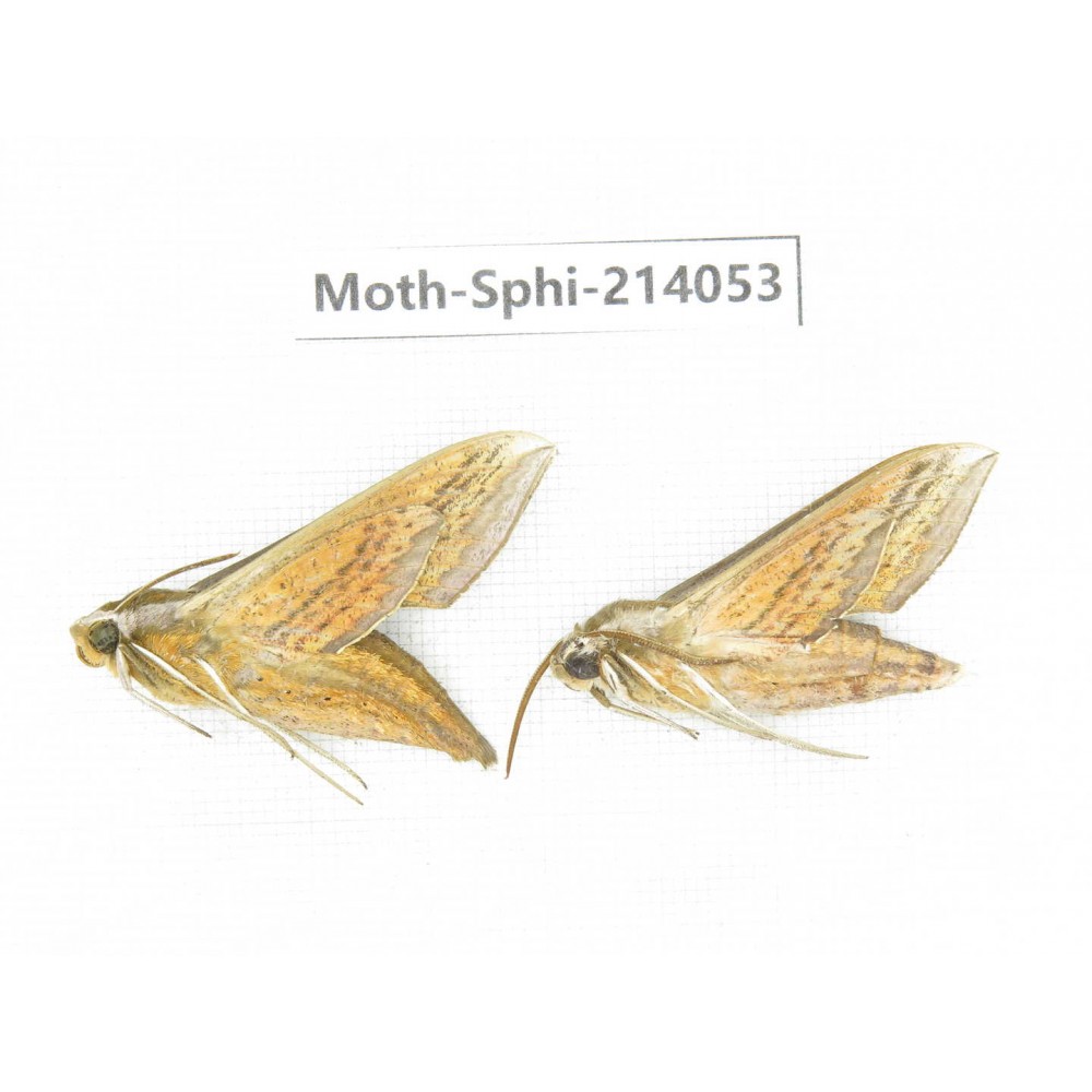 Sphingidae sp. China, Guizhou, Bijie area, Jinsha county. 2Pcs. Moth-Sphi-214053.