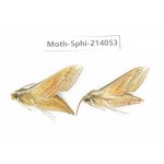 Sphingidae sp. China, Guizhou, Bijie area, Jinsha county. 2Pcs. Moth-Sphi-214053.