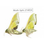 Sphingidae sp. China, Guizhou, Bijie area, Jinsha county. 2Pcs. Moth-Sphi-214054.