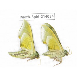 Sphingidae sp. China, Guizhou, Bijie area, Jinsha county. 2Pcs. Moth-Sphi-214054.