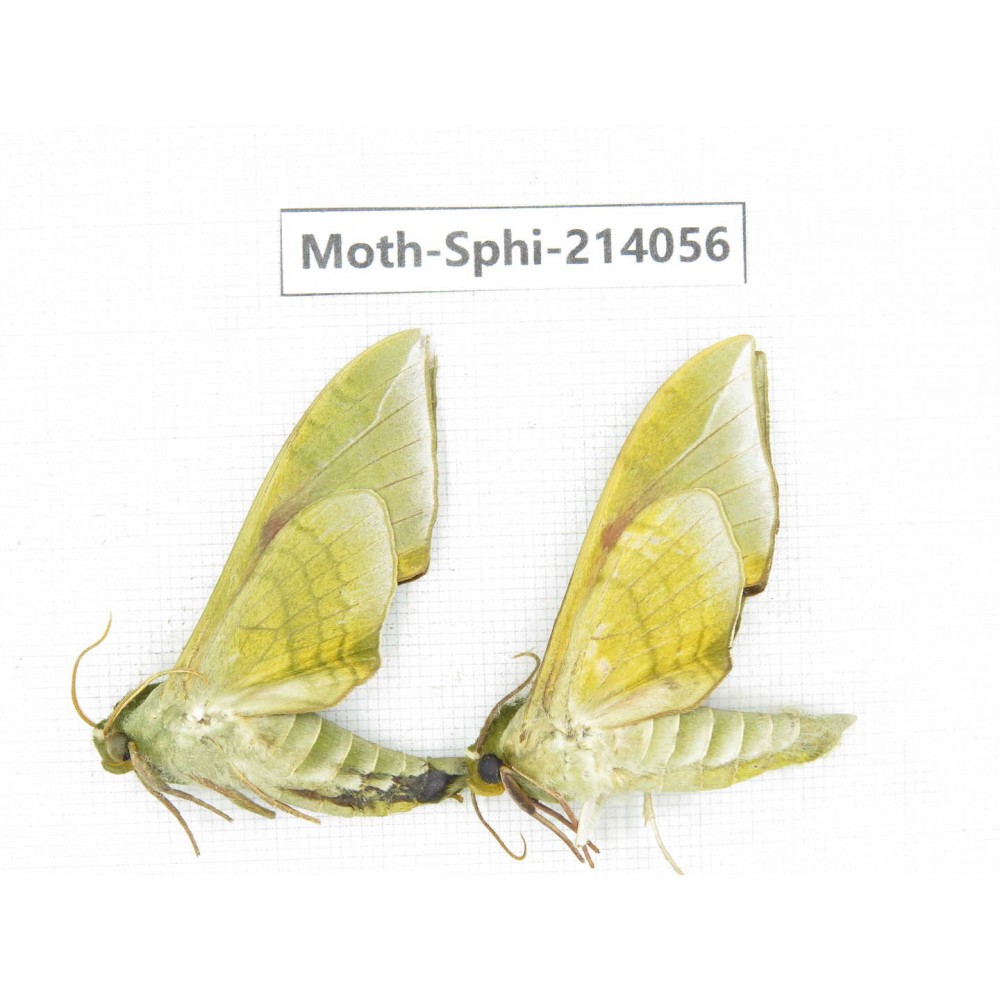 Sphingidae sp. China, Guizhou, Bijie area, Jinsha county. 2Pcs. Moth-Sphi-214056.