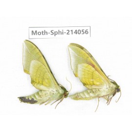 Sphingidae sp. China, Guizhou, Bijie area, Jinsha county. 2Pcs. Moth-Sphi-214056.