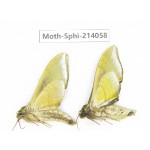 Sphingidae sp. China, Guizhou, Bijie area, Jinsha county. 2Pcs. Moth-Sphi-214058.