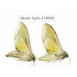 Sphingidae sp. China, Guizhou, Bijie area, Jinsha county. 2Pcs. Moth-Sphi-214058.
