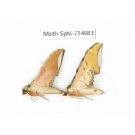 Sphingidae sp. China, Guizhou, Bijie area, Jinsha county. 2Pcs. Moth-Sphi-214083.