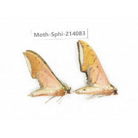 Sphingidae sp. China, Guizhou, Bijie area, Jinsha county. 2Pcs. Moth-Sphi-214083.