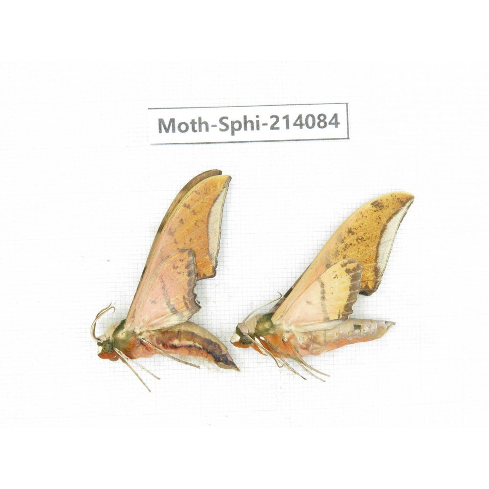 Sphingidae sp. China, Guizhou, Bijie area, Jinsha county. 2Pcs. Moth-Sphi-214084.