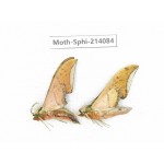 Sphingidae sp. China, Guizhou, Bijie area, Jinsha county. 2Pcs. Moth-Sphi-214084.
