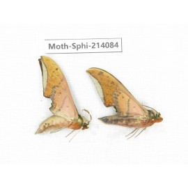 Sphingidae sp. China, Guizhou, Bijie area, Jinsha county. 2Pcs. Moth-Sphi-214084.