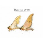 Sphingidae sp. China, Guizhou, Bijie area, Jinsha county. 2Pcs. Moth-Sphi-214085.