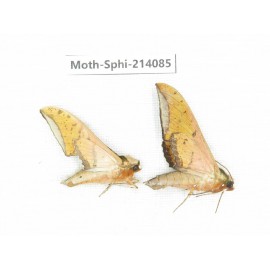 Sphingidae sp. China, Guizhou, Bijie area, Jinsha county. 2Pcs. Moth-Sphi-214085.