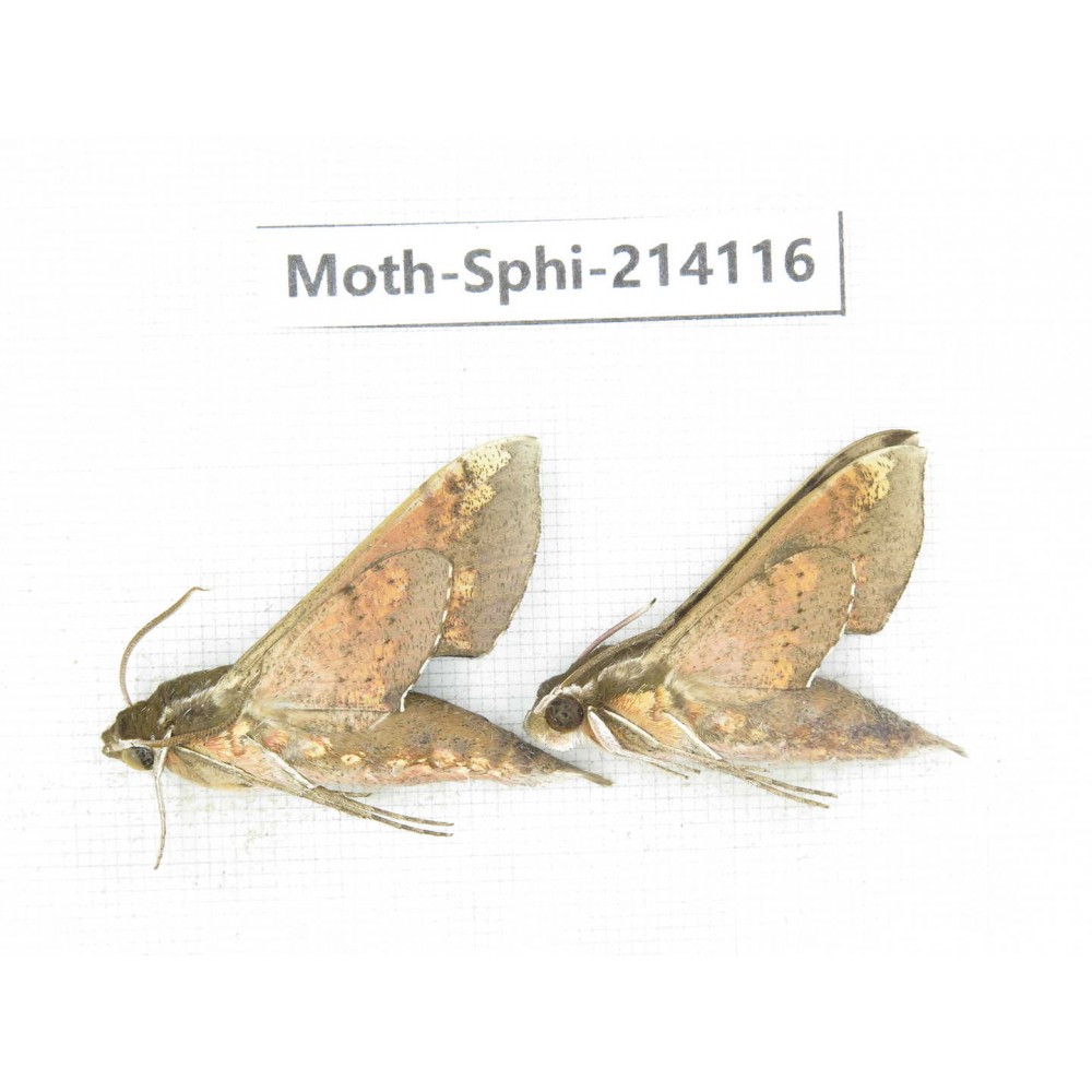 Sphingidae sp. China, Guizhou, Bijie area, Jinsha county. 2Pcs. Moth-Sphi-214116.