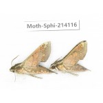 Sphingidae sp. China, Guizhou, Bijie area, Jinsha county. 2Pcs. Moth-Sphi-214116.