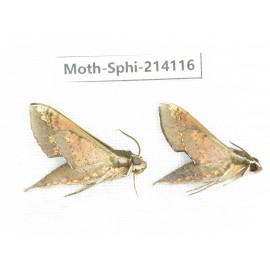 Sphingidae sp. China, Guizhou, Bijie area, Jinsha county. 2Pcs. Moth-Sphi-214116.