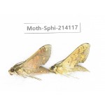Sphingidae sp. China, Guizhou, Bijie area, Jinsha county. 2Pcs. Moth-Sphi-214117.