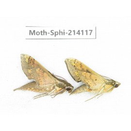 Sphingidae sp. China, Guizhou, Bijie area, Jinsha county. 2Pcs. Moth-Sphi-214117.