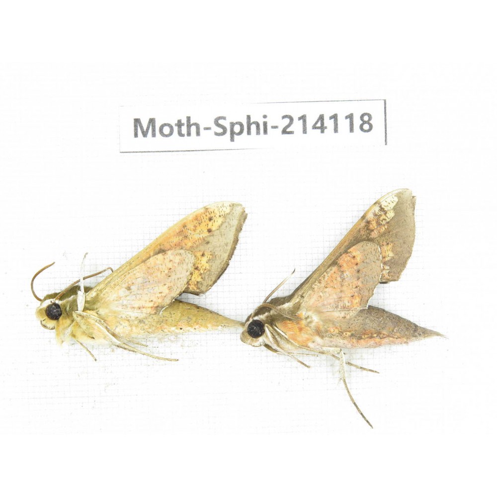Sphingidae sp. China, Guizhou, Bijie area, Jinsha county. 2Pcs. Moth-Sphi-214118.