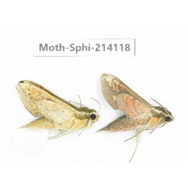 Sphingidae sp. China, Guizhou, Bijie area, Jinsha county. 2Pcs. Moth-Sphi-214118.
