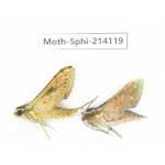 Sphingidae sp. China, Guizhou, Bijie area, Jinsha county. 2Pcs. Moth-Sphi-214119.