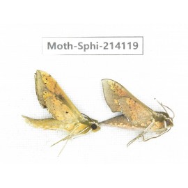Sphingidae sp. China, Guizhou, Bijie area, Jinsha county. 2Pcs. Moth-Sphi-214119.