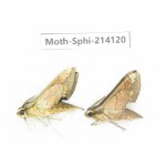 Sphingidae sp. China, Guizhou, Bijie area, Jinsha county. 2Pcs. Moth-Sphi-214120.